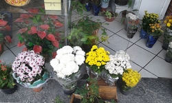 Flores Naturais