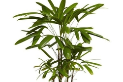 Palmeira Ráfia