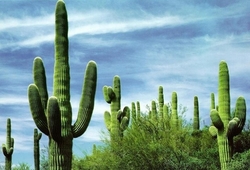 Planta Cactus