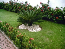 Plantas Ornamentais