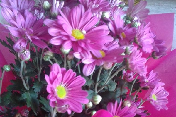 Margaridas