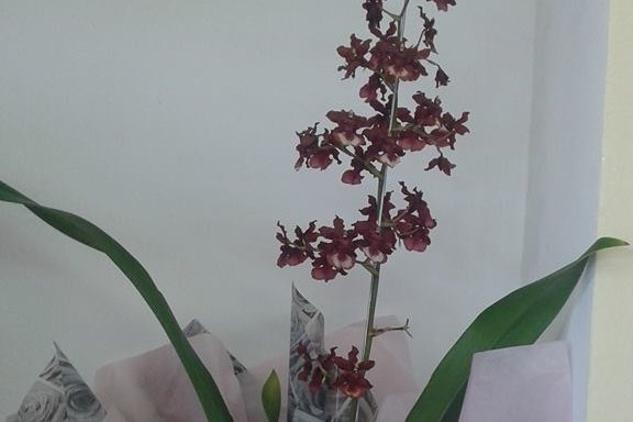 Orquídeas