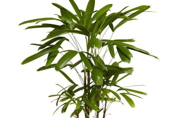 Palmeira Ráfia