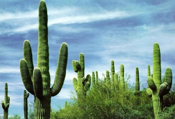 Planta Cactus