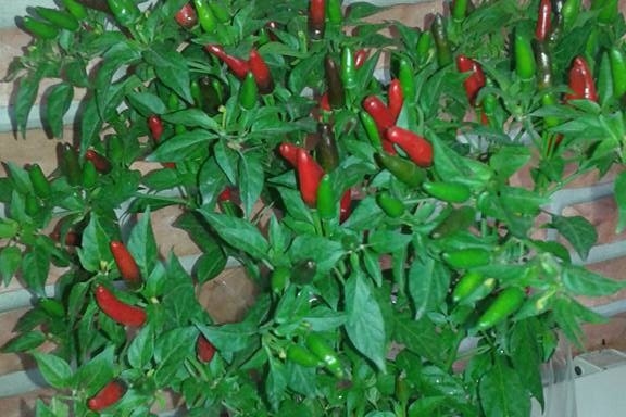 Planta Pimenta