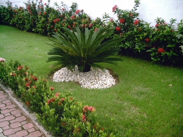 Plantas Ornamentais