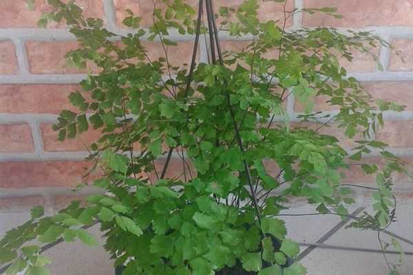 Plantas para Decoração de Ambientes