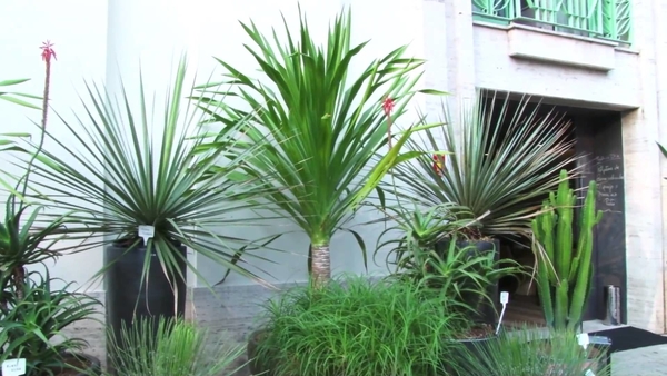Plantas para Jardim
