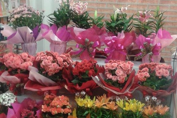 Plantas para Presentes