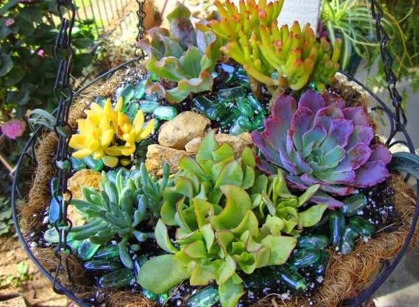 Plantas Suculentas