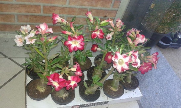 Rosas do Deserto
