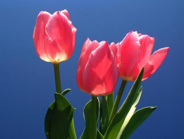 Tulipa