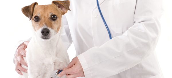 Atendimento de Urgência e Emergência de Animais