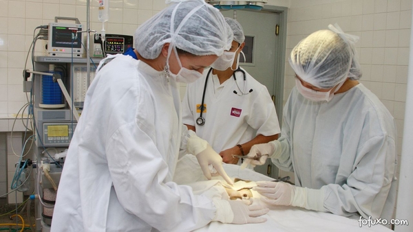 Cirurgia de Animais