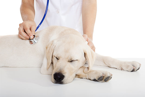 Consulta Veterinária