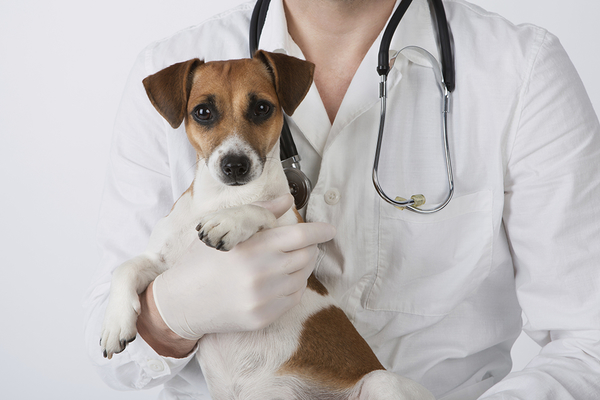 Exames Laboratoriais de Animais