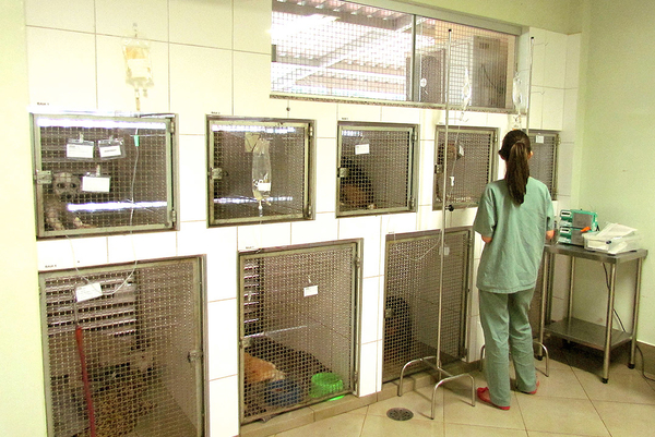 Internação de Animais