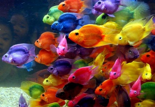 Peixes Ornamentais