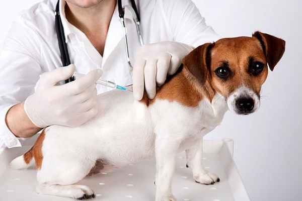 Vacinação de Animais